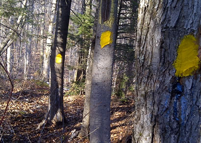 marked-trees